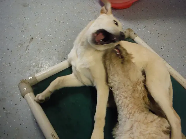 The IFC horror film, Good Boy, has expanded its release nationwide, leaving viewers wondering...