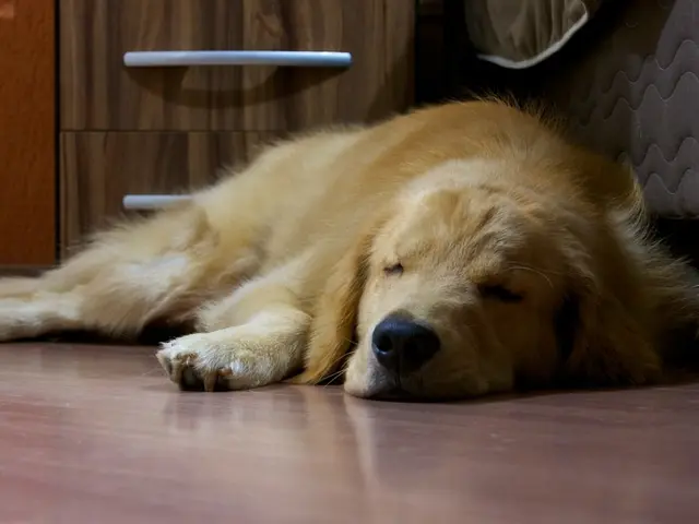 Exploring Canines: Unveiling Hidden Symbolisms and Intriguing Significances