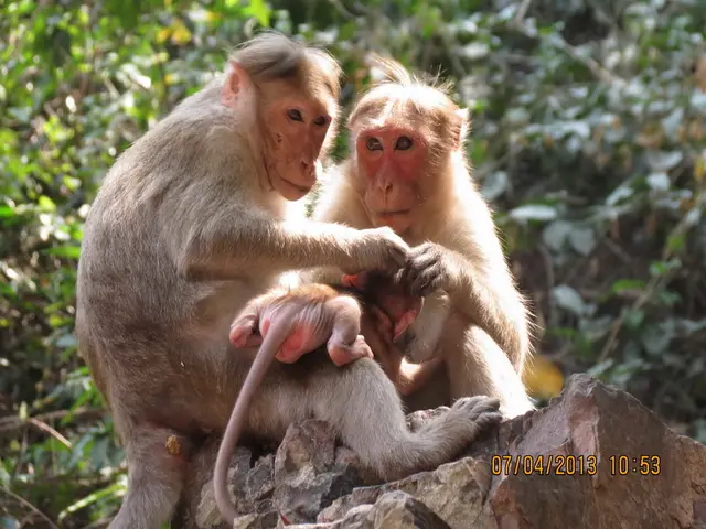 Expansion in Yggdrasil's portfolio with the inclusion of 4 Wolves of Fortune DoubleMax titles