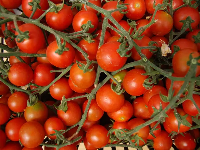 Daily Consumption of Superfood Tomatoes: Unveiling Their Impact
