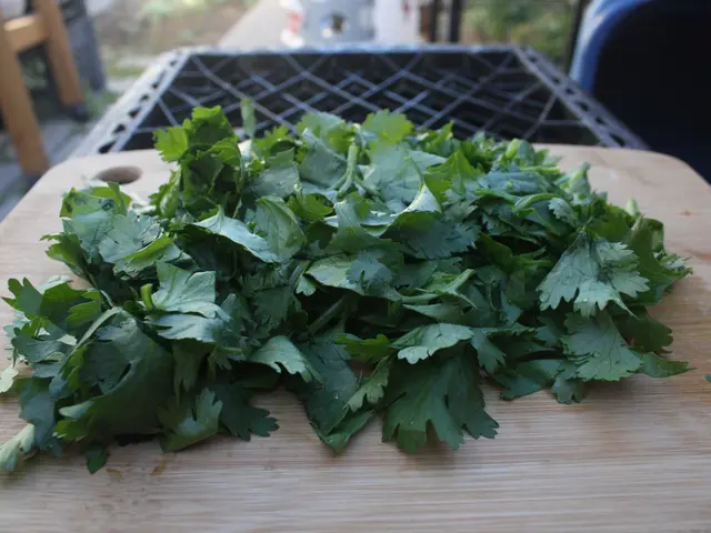 Battle between Parsley and Cilantro: Belonging to the Same Plant Family, Yet Boasting Distinct...
