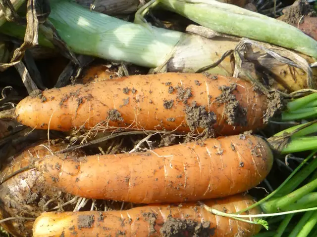 Encouraging Carrot Greens Regrowth for Children's Learning Experience