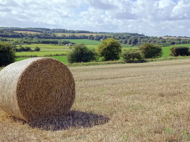 Implementing Sustainable No-Till Method for Eliminating Lawn Grass in Your Garden