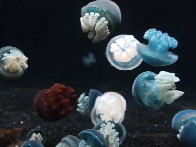 Overwhelming jellyfish invasion leads to complete halt of operations at France's biggest nuclear...
