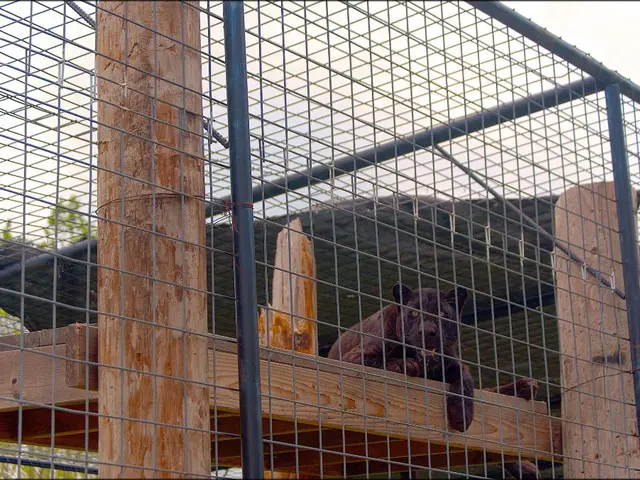 Unveiling T'Challa's Age in Black Panther: Charting the Monarch's Chronological Journey