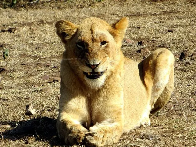 Tragic outcomes for financial backers