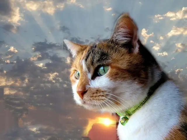 Expects Catalonia to enjoy a partially sunny day on the 25th of the month ahead