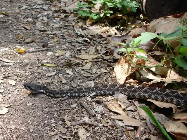 Uncommon Scalloped Night-heron Species