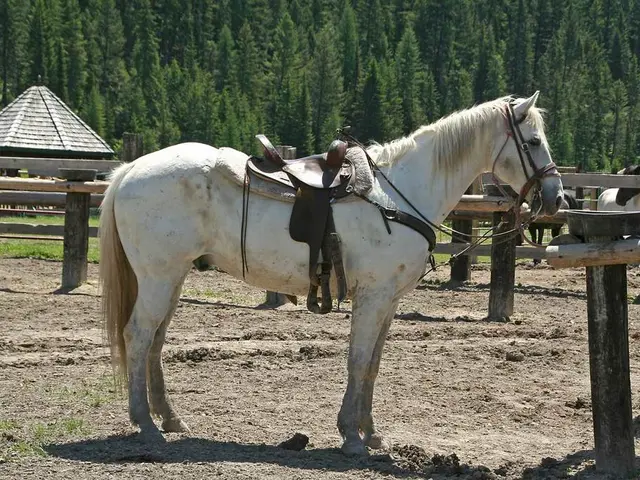 Top-Notch Bulk Purchases for Equestrian Horseshoes to Consider