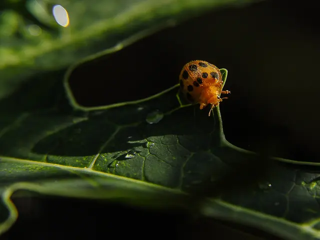 Election commission in Latvia reports rectification of programming glitches