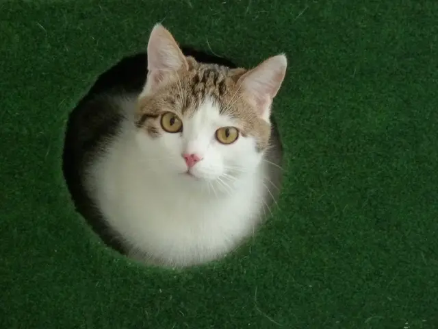 Eye Discharge in Cats: 9 Common Causes