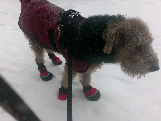 Minimum Threshold of Coldness Harmful for Canines: Insight from Lauren Krouse, Reviewed by Emily...