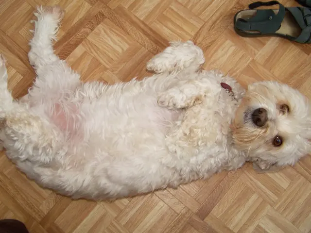 Soft Canine Stool: Root Causes and Assistance Strategies