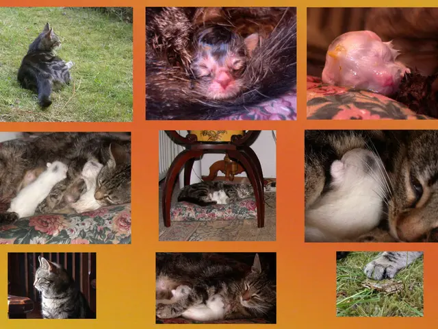 Mammals serving as hilarious performers, lifting spirits with their antics