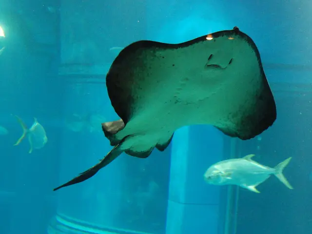 Managing Aquatic Ailments: A Guide to Fish Health Preservation