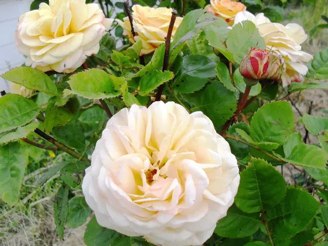 Tips for Growing Dwarf Mondo Grass for a Vibrant and Dense Lawn