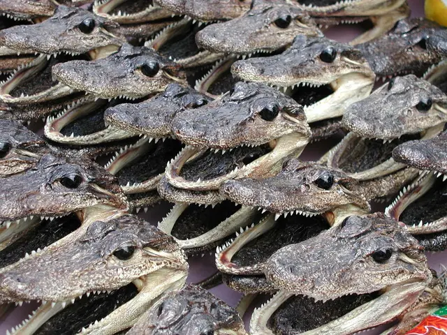 Unraveling the Puzzling Link Between Nervous System Cells and Immunity Cells: Neuropods Exposed