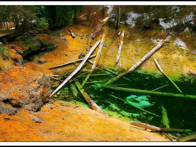 Bonsai Floating Design: Special Traits and Achieving Aesthetic Attraction