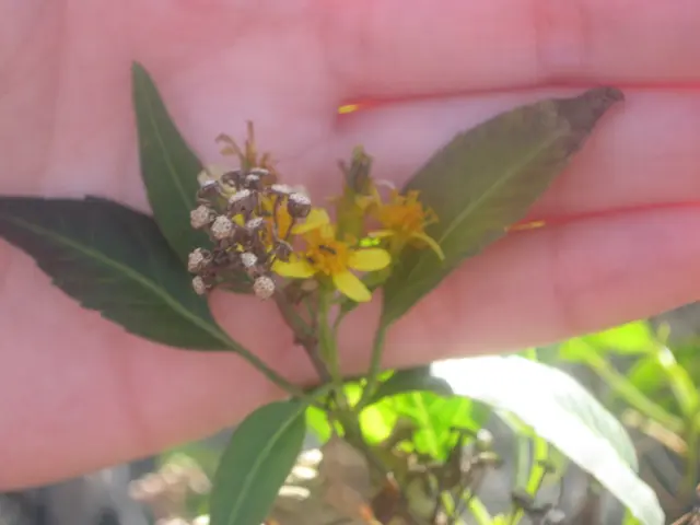 Techniques for Enhancing Flowering and Fruiting in Indoor Bonsai Plants