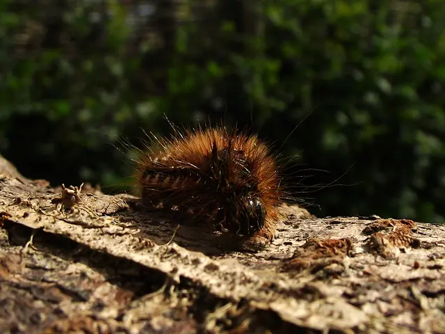 Organic Pest Management Techniques in Permaculture Farming