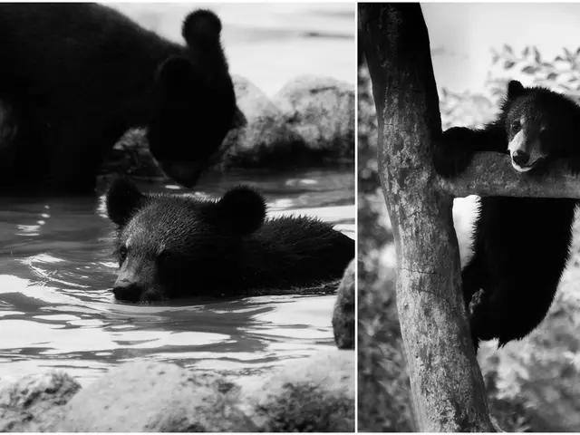 Rare Earth creature spotted on film by professional: 'Spirit bear' is among the world's most...