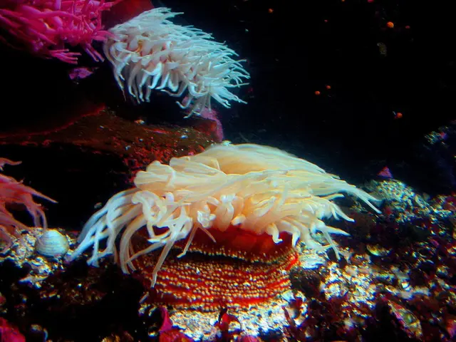 U.S. Coral Reef Task Force Meeting Includes Active Role of TNC (The Nature Conservancy)