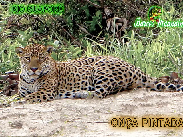 Exploring Citizens as Scientists: Mobile Application Identifies Floral and Faunal Species