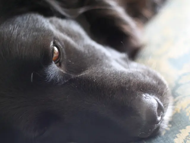 Dutch authorities contemplate imposing a ban on puppy yoga, as disclosed by an official (and their...