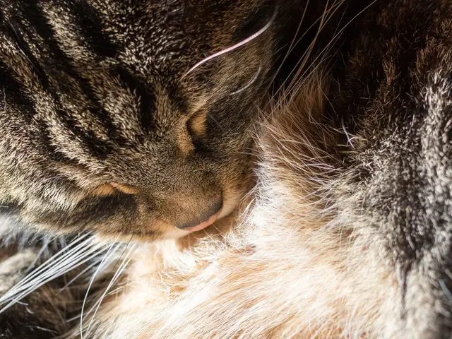 Cats engage in the behavior of rubbing their faces on objects for a reason, an animal expert...