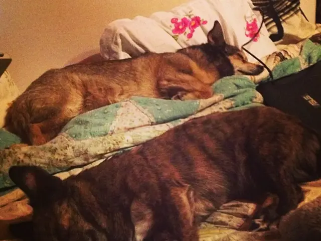 Revealed: The Causes Behind Canine Coupling Challenges, as Explained by a Veterinarian