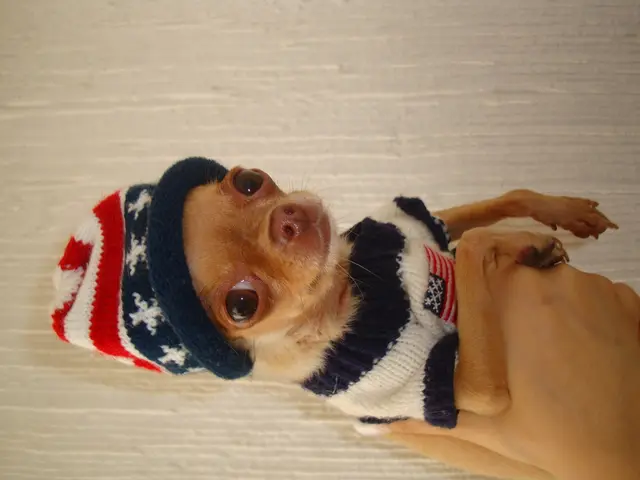 Dog's Aversion to Harnesses and Methods to Encourage Their Acceptance