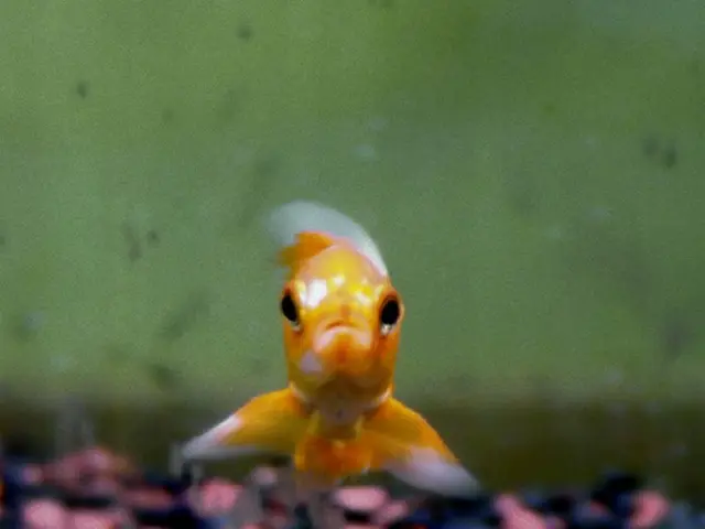 In the United Arab Emirates, do those possessing the Golden Visa need to amend their residency...