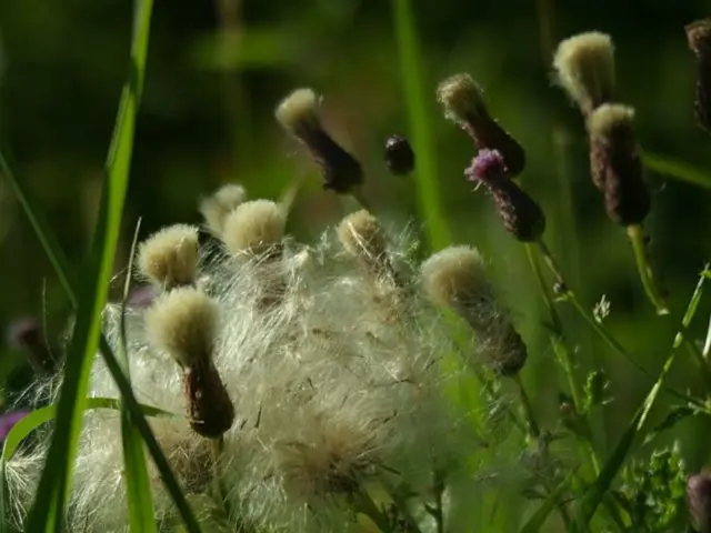 The Forage Seed industry projected to attain a worth of USD 6.2 billion by the year 2034, with a...