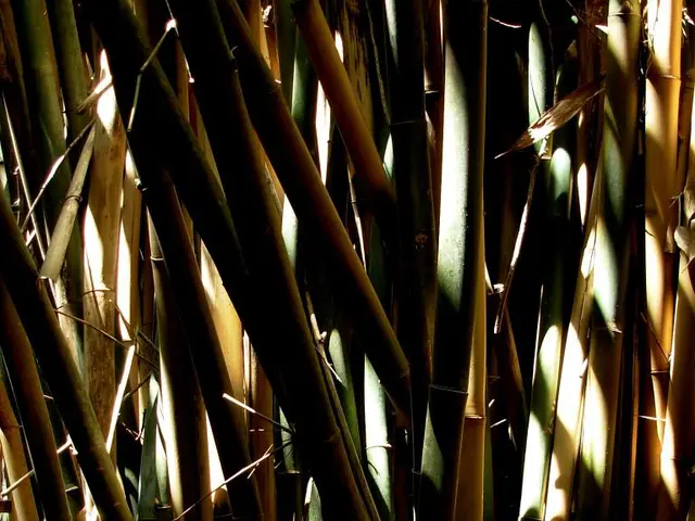 Bamboo Market Forecast: Projected Revenue of $118.3 Billion by 2034, with a 4.8% Compound Annual...