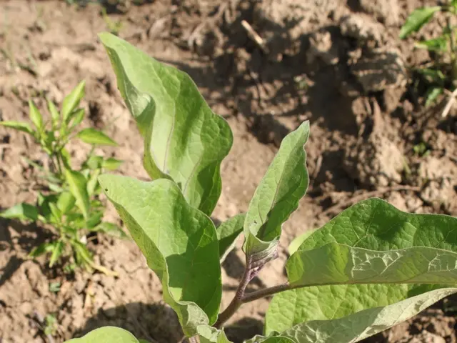 Weighing the Kuiper Belt: Techniques Used by Astronomers to Measure its Mass