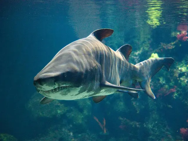 Giant whale shark ridden by a man in Iranian waters.