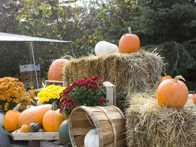 Large, Four-Meter High Sculptures of the Saxon Pumpkin Event