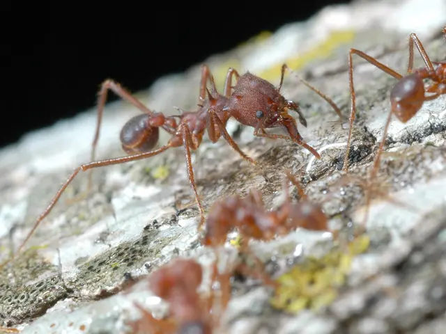 Ants Defecate, and They've Developed Clever Methods for Elimination