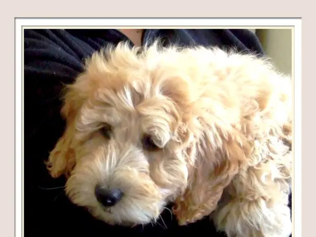 Dog named "Hatiko" has been adopted by a resident in Kamchatka