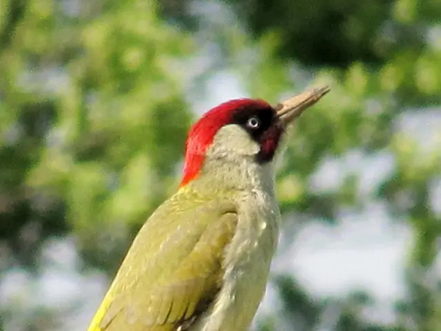 European authorities apprehend Turkish national accused of plotting to assassinate Pope