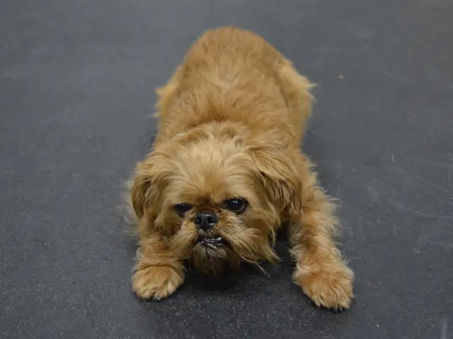 Unidentified pooch nips youngster, 13, in Offenbach; local authorities seek dog owner for interview