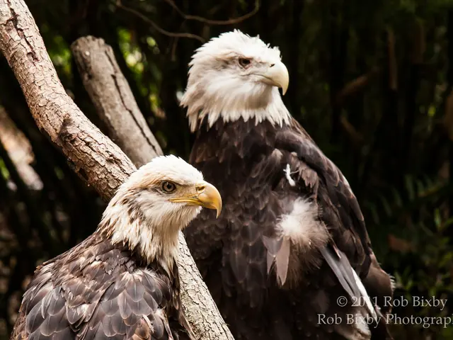 Philadelphia's Eagles Soaring High
