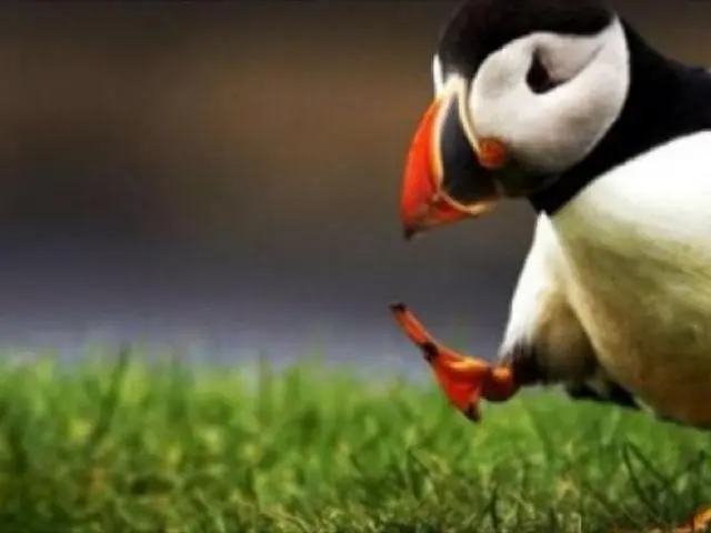 Iceland Witnesses Repeat Incident of Puffin Cliff-Throwing: Reasons Uncovered?