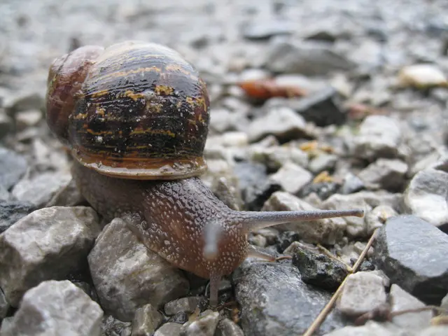 Sluggish Land Creatures: Garden Snails