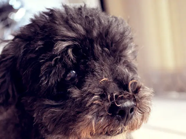 Post-outdoor swimming season closure: Canine swimming in the Palatinate region