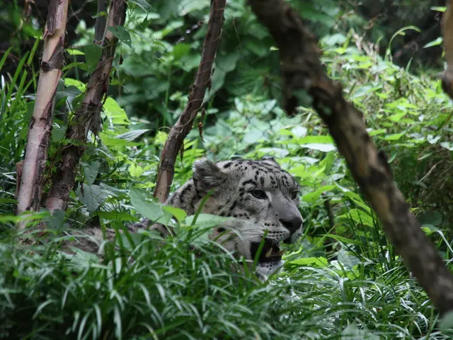 Celebrated on July 29: International Tiger Day