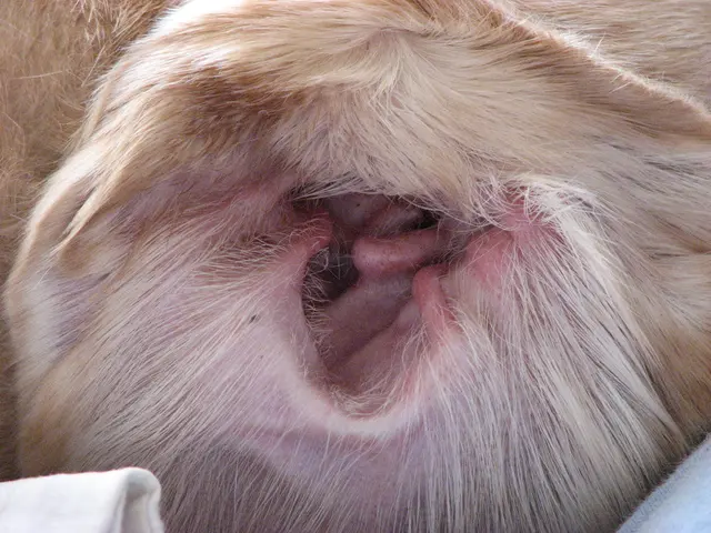 What creature possesses the most exceptional hearing?