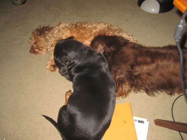 Police and police headquarters of Neubrandenburg announce the recovery of a lost service dog