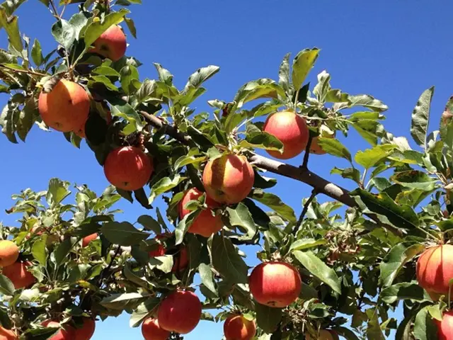 Ideal apple tree pruning time revealed by gardening specialists for bountiful yields.
