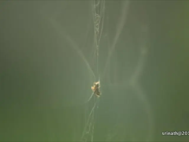 Objective of the Project: To establish an EU network of specialists and fashion a corresponding EU...